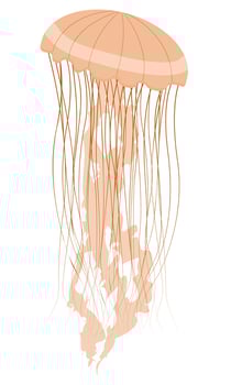 sea jellyfish with long tentacles vector