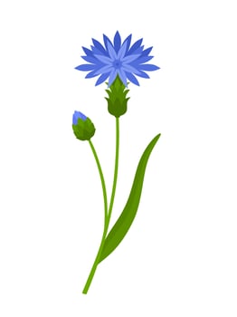 Vector illustration, Centaurea cyanus, commonly known as cornflower or bachelor's button, isolated on white background.