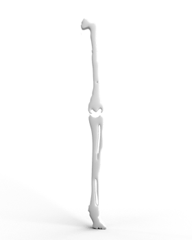 Bone anatomy skeleton body part human medical health care pain biology science arthritis x-ray injury leg disease white color orthopedic knee foot muscle physical person  ache hospital femur.3d render png