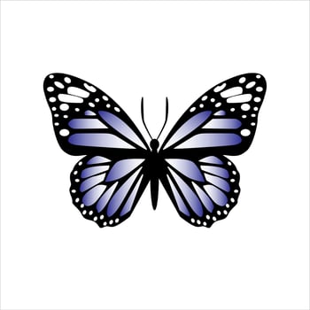 Big Blue Butterfly Isolated on White vector