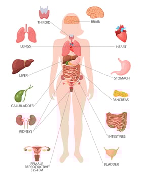 Infographic poster with the internal organs of the female body. Respiratory, digestive, reproductive, cardiac systems. Banner, vector