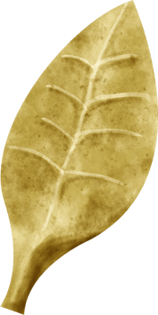 watercolor bay leaf png