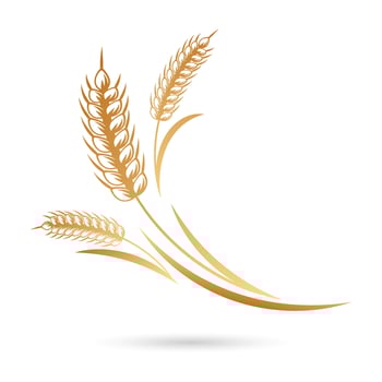Spikelets of wheat, rye, barley. Golden icon, elegant design, vector