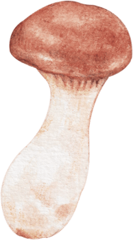 eryngii mushroom vegetable png