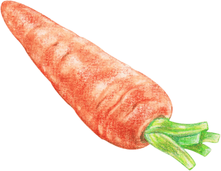 watercolor carrot vegetable png