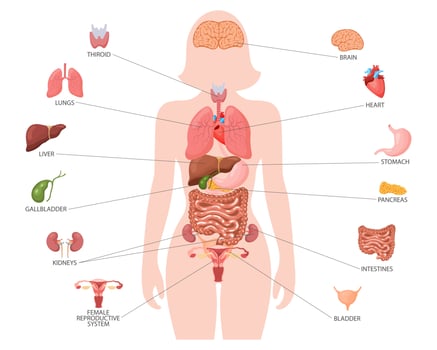 Human anatomy concept. Infographic poster with the internal organs of the female body. Respiratory, digestive, reproductive, cardiac systems. Banner, vector