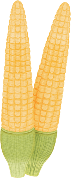 Baby corn clip art png