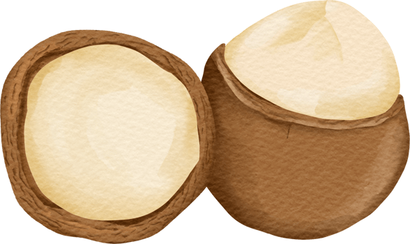 watercolor Macadamia clip art png