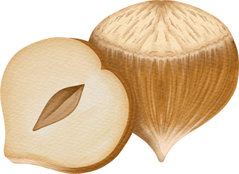 watercolor Hazelnut clip art png