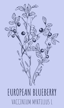 European blueberry bush or VACCINIUM MYRTILLUS L with ripe berries in vintage style. Vector illustration