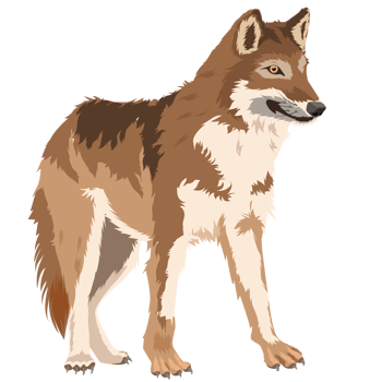 wolf wild dog png