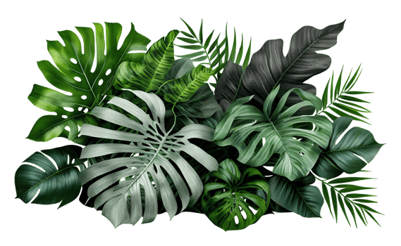 Tropical leaves foliage plant bush floral arrangement on transparent background, created with png