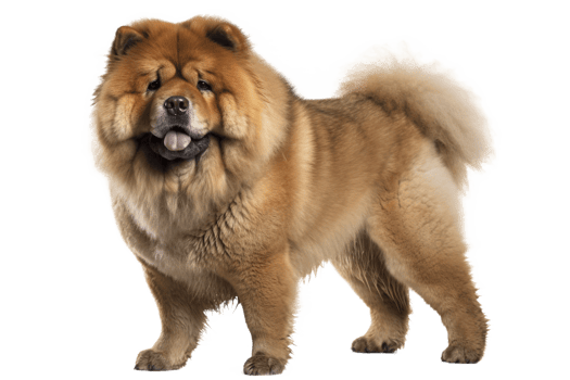 Cute chow chow dog in studio, created with png