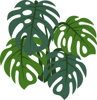 monstera plant item png