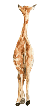 Watercolor giraffe illustration. png