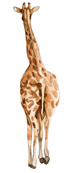 Watercolor giraffe illustration, png