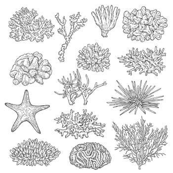 Sea corals colonies and starfish sketch vectors