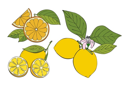 Collection Citrus contour coloring hand drawing, orange and lemon, branch with fruits and leaves, flower. vector