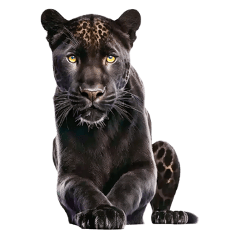 black panther illustration png