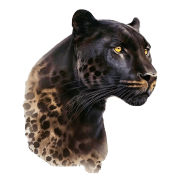 black leopard illustration png