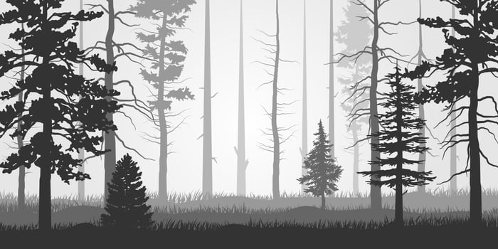 Tree Forest, park, alley. Landscape of isolated trees. Silhouette vector. Winter forest concept. vector