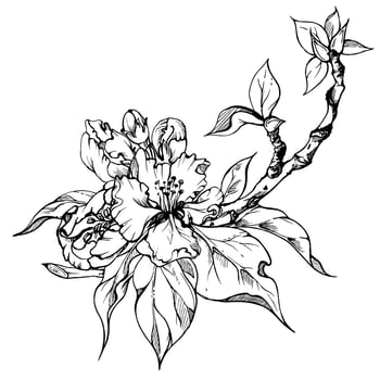 Hand drawn ink apple flowers on branch with leaves, monochrome vector, detailed outline. Square composition Isolated on white background. Design for wall art, wedding, print, fabric, card, invitation. vector