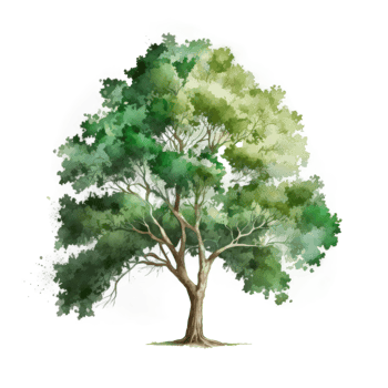 Watercolor green tree cutout png