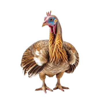 Turkey bird cutout png