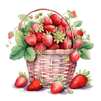 Watercolor strawberries in basket. Illustration png