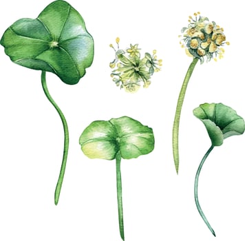 Centella asiatica watercolor illustration isolated on white. Pennywort, gotu kola herbal plants, cola hand drawn. Design element for package, label, advertising, wrapping, herbal plants collection vector