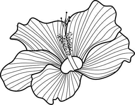 Skecth of Hibiscus Flower vector