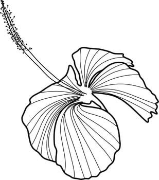 Skecth of Hibiscus Flower vector