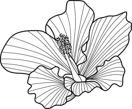 Skecth of Hibiscus Flower vector