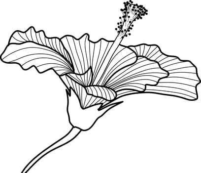 Skecth of Hibiscus Flower vector