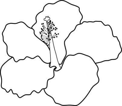 Skecth of Hibiscus Flower vector