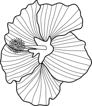Skecth of Hibiscus Flower vector