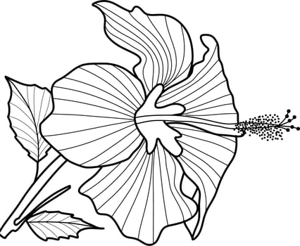 Skecth of Hibiscus Flower vector