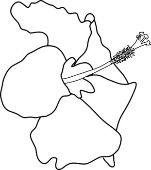 Skecth of Hibiscus Flower vector