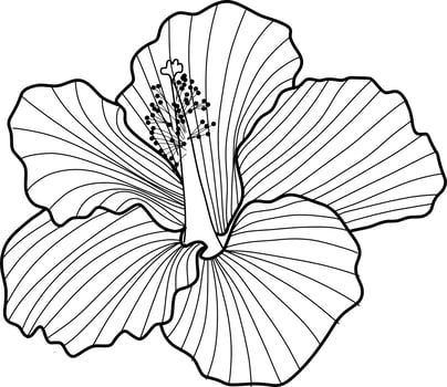 Skecth of Hibiscus Flower vector