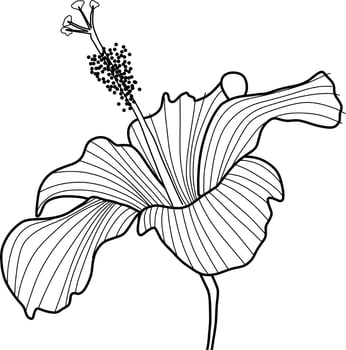 Skecth of Hibiscus Flower vector