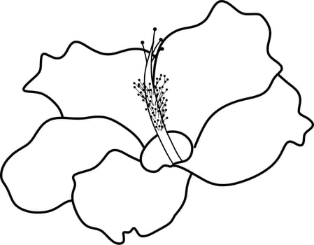 Skecth of Hibiscus Flower vector
