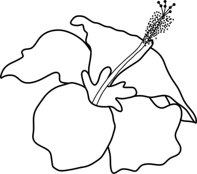 Skecth of Hibiscus Flower vector