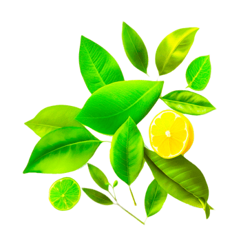 lemon with leaves png