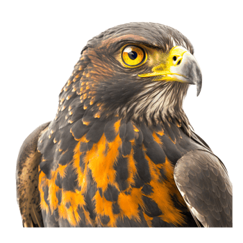 cartoon eagle illustration png