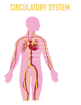 Illustration of Human Circulatory System png