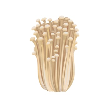 Raw isolated enoki mushrooms gold needle enokitaki vector