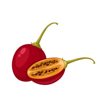 Vector illustration, tamarillo or Solanum betaceum, isolated on white background.