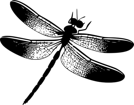 Dragonfly - High Quality Vector Logo - Vector illustration ideal for T-shirt graphic