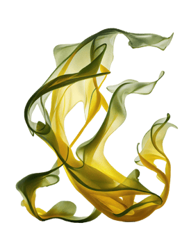 Fresh kelp silk on transparent background, created with png