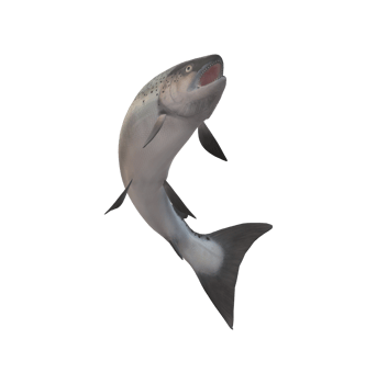 Salmon Fish isolated on a Transparent Background png